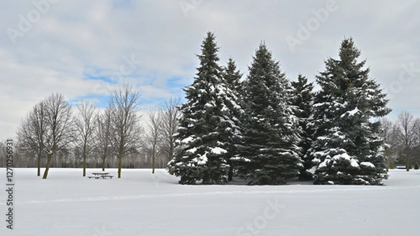 Fototapeta Pine trees covered with snow in the public park with park bench in winter.