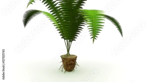 Fototapeta Adventitious roots