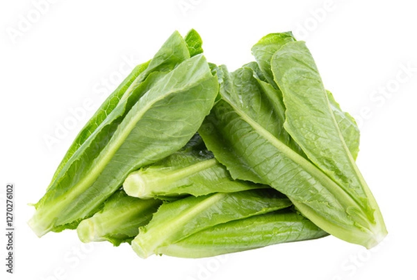 Fototapeta fresh cos lettuce isolated on white background