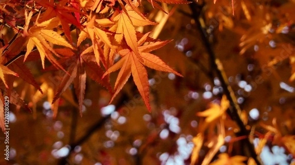 Obraz 赤いもみじの葉