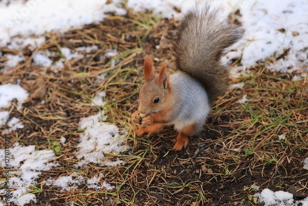 Obraz squirrel in the showland