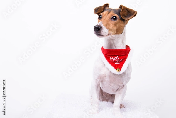 Obraz Weihnachtshund