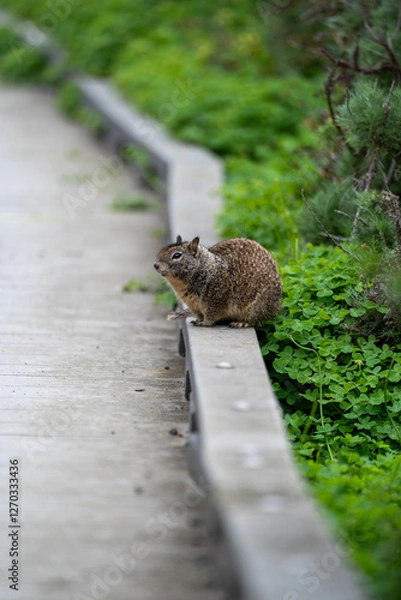 Obraz squirrel in the forest