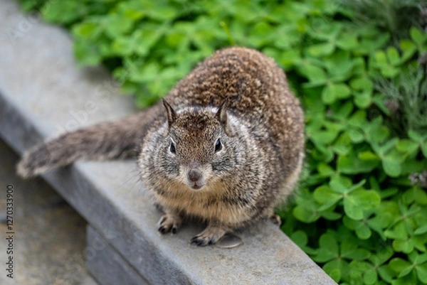 Obraz squirrel on the board walk