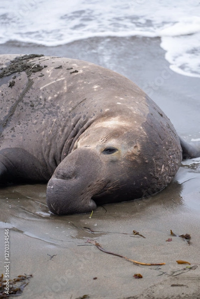 Obraz elephant seal on the beach