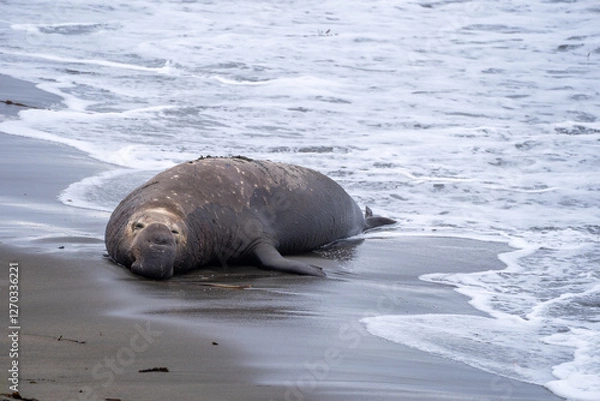 Obraz elephant seal on the beach