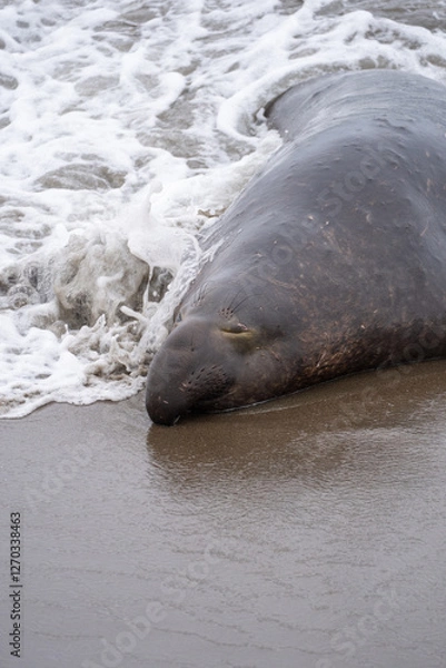 Obraz elephant seal on the beach