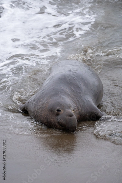 Obraz elephant seal in water