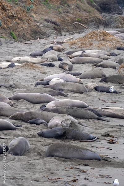 Obraz elephant seals on the beach