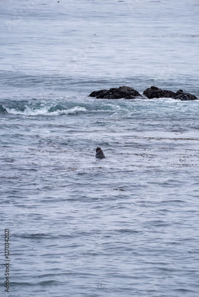 Obraz elephant seal in ocean