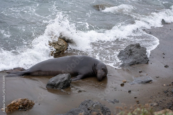 Obraz elephant sea on the beach