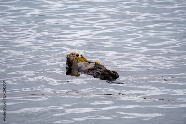 Obraz sea otter floating in morro bay
