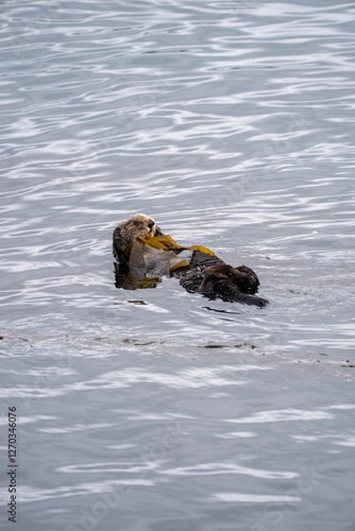 Obraz sea otter in ocean morro bay