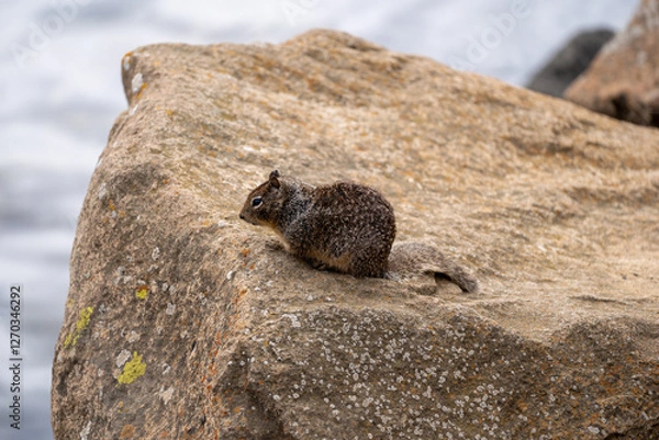 Obraz squirrel on a rock