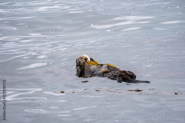 Obraz sea otter in morro bay