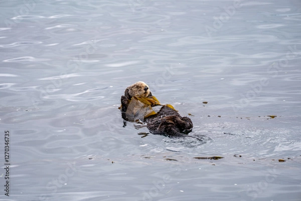 Obraz sea otter in ocean