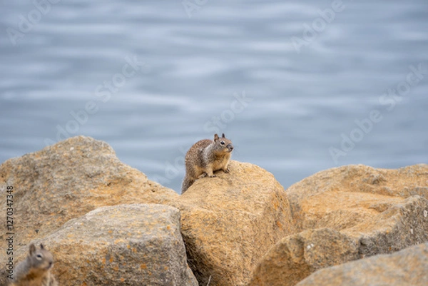 Obraz squirrel on rock by ocean