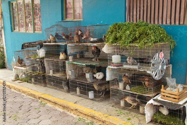 Obraz chickens in cage