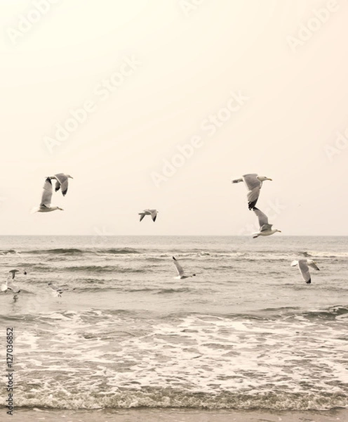Obraz Seagulls on the beach, sepia toned image.