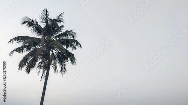 Obraz Coconut tree with copy space