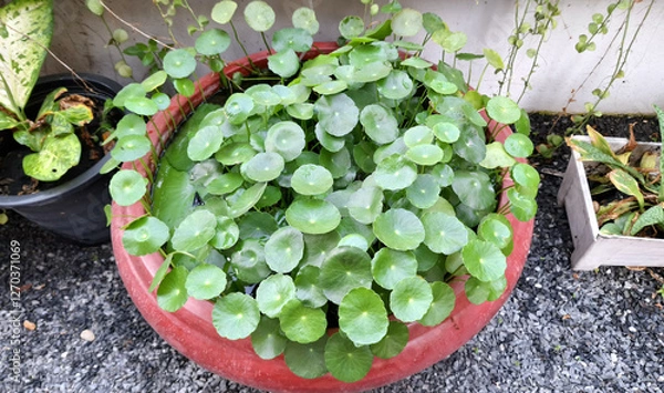 Fototapeta Gotu kola in a pot