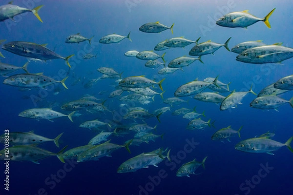 Obraz amberjack school in the blue