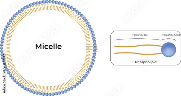 Fototapeta Micelle Structure Design Vector Illustration
