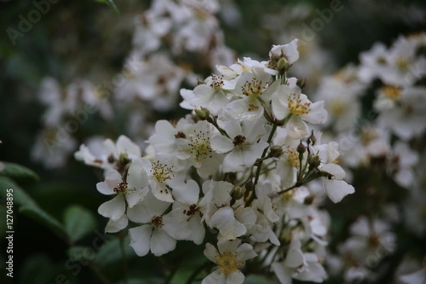 Obraz Wild Roses in bloom