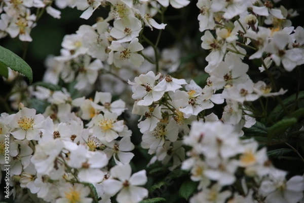 Obraz Wild Roses in bloom