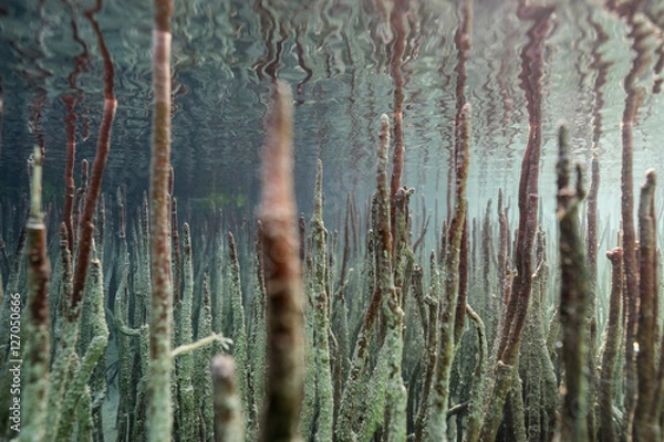 Obraz mangroves, roots in the reverse direction