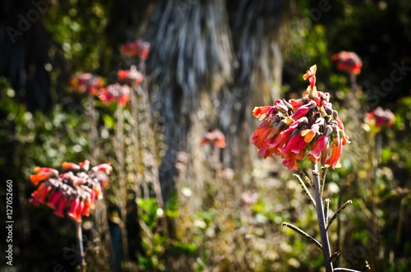 Obraz Flowers on the wind