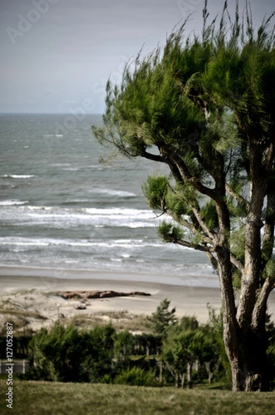 Obraz Beach and tree