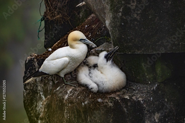 Obraz gannet breeding