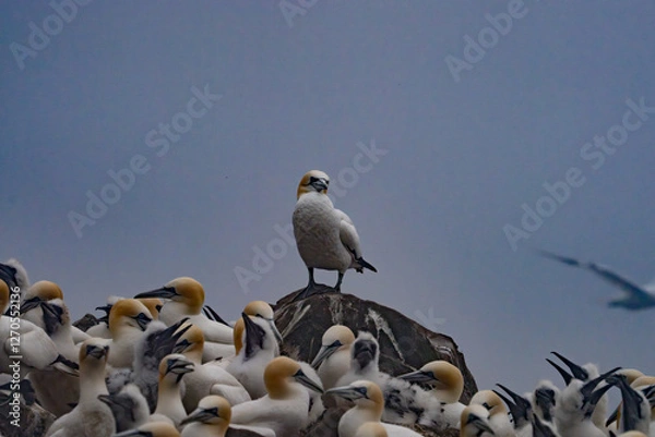 Obraz staring gannet