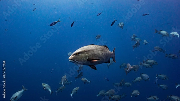 Fototapeta the red snapper