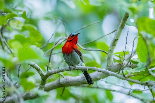 Fototapeta The Crimson Sunbird on a branch in nature