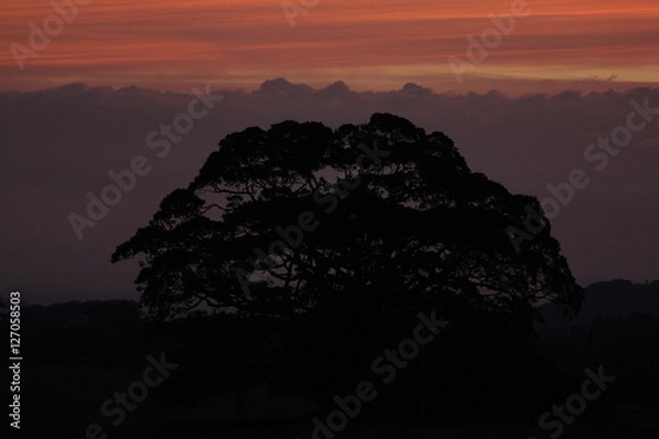 Obraz tree silhouette