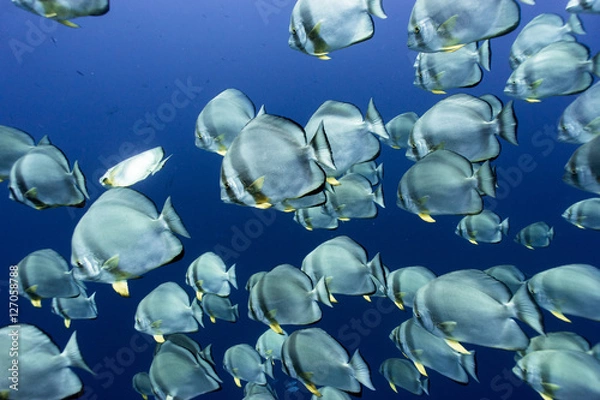 Obraz the huge bat fish school