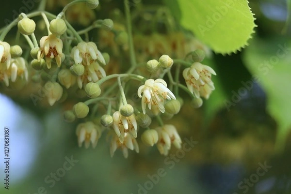 Obraz ボダイジュの花とつぼみ