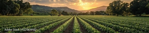 Fototapeta Scenic countryside field with workers harvesting crops at sunset. Generative AI
