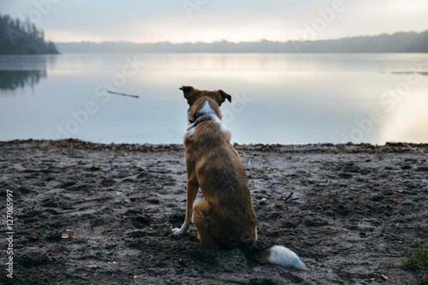 Obraz Lonesome Dog Is Waiting For His Friend At Lake / Einsamer Hund sitzt wartend am See