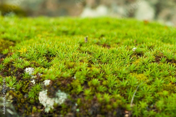 Obraz Green sphagnum moss close up with blurred background