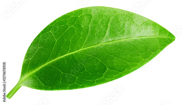 Fototapeta Leaf macro studio photo. Leaf isolated on white background. Clipping path Leaf