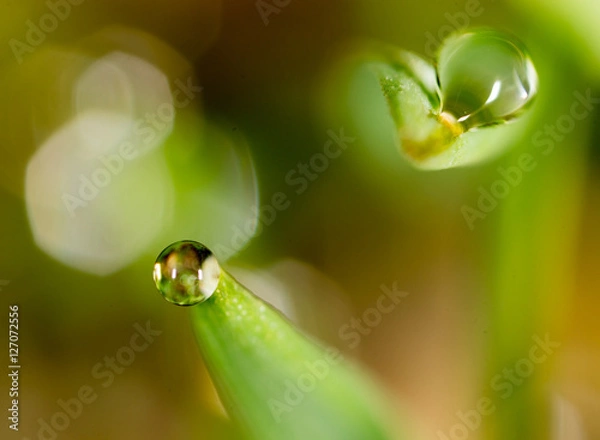 Fototapeta drops of dew on the green grass. macro