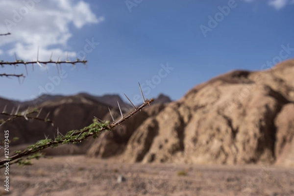 Obraz desert landscape