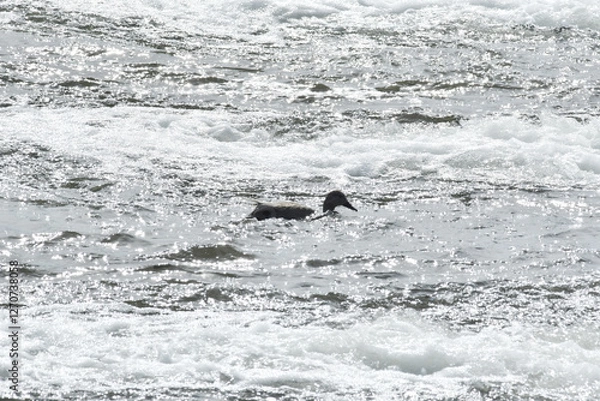 Fototapeta 水流の中の水鳥
