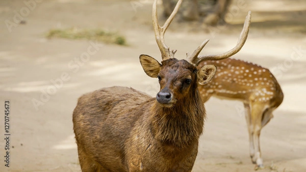 Fototapeta A mature deer with prominent antlers stands on a sandy ground, while a spotted deer grazes in the background. Sunlight filters through the trees, highlighting the tranquil setting.