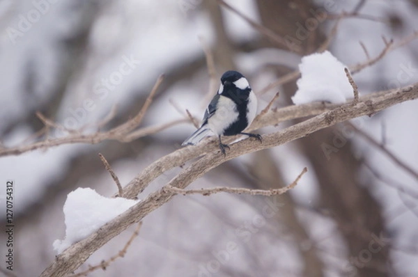 Obraz 冬の森で遊ぶシジュウカラ