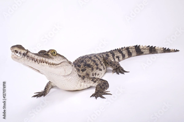 Fototapeta Philippine crocodile,Crocodylus mindorensis