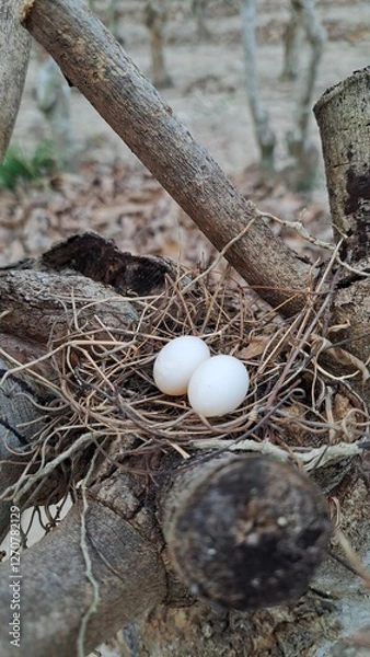 Obraz Nurturing New Beginnings, Two Eggs, One Nest